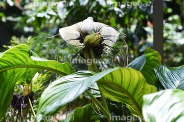 常緑多年草 の画像素材 花 植物の写真素材ならイメージナビ