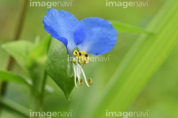 儚い の画像素材 葉 花 植物の写真素材ならイメージナビ