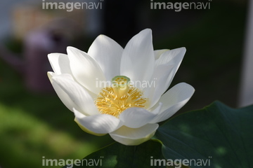 白い蓮 の画像素材 葉 花 植物の写真素材ならイメージナビ