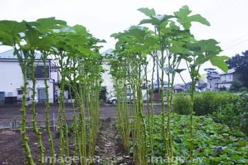 オクラの栽培 の画像素材 体のパーツ 人物の写真素材ならイメージナビ