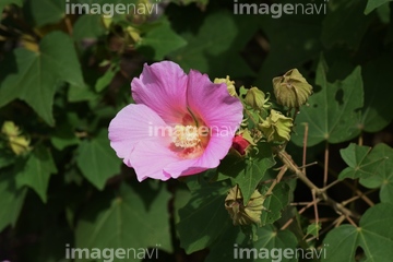 フヨウ属 の画像素材 樹木 花 植物の写真素材ならイメージナビ