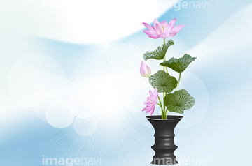 花 葬儀 ハスの花 の画像素材 花 植物 イラスト Cgの写真素材ならイメージナビ