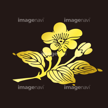 梅の枝 の画像素材 行事 祝い事用品 オブジェクトの写真素材ならイメージナビ