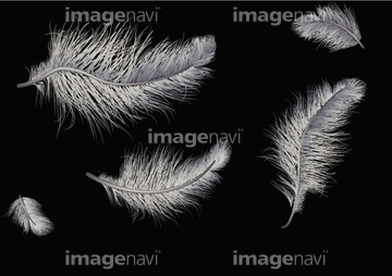 羽毛 ハエ 昆虫 の画像素材 生き物 イラスト Cgの写真素材ならイメージナビ