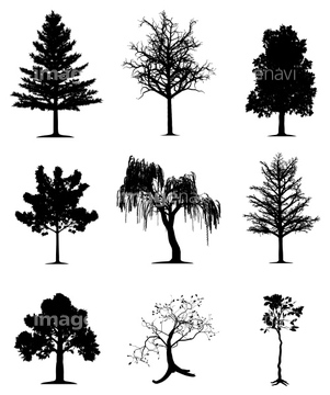 自然 風景 森林 針葉樹林 シルエット 冬 ロハス の画像素材 写真素材ならイメージナビ