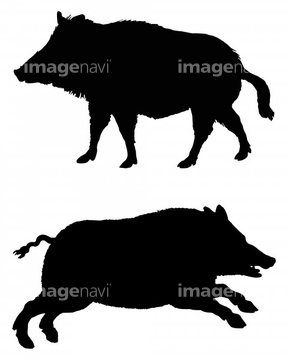 動物のイラスト イノシシ イラスト の画像素材 生き物 イラスト Cgのイラスト素材ならイメージナビ