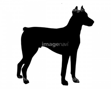 犬のイラスト特集 ドーベルマン イラスト の画像素材 生き物 イラスト Cgのイラスト素材ならイメージナビ