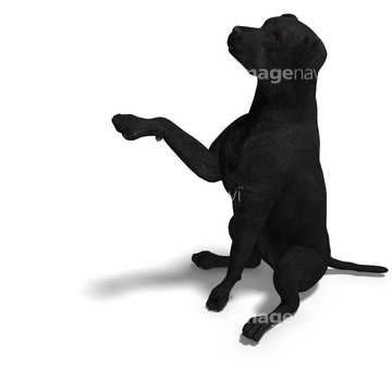 犬のイラスト特集 ラブラドールレトリーバー イラスト の画像素材 生き物 イラスト Cgのイラスト素材ならイメージナビ