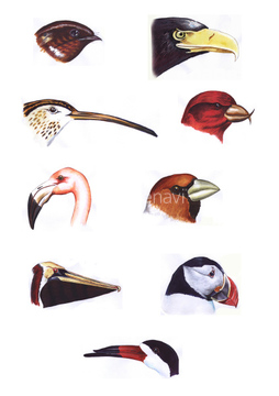 鳥 水彩 水鳥 猛禽類 イラスト の画像素材 イラスト素材ならイメージナビ