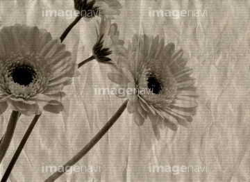 ガーベラ かわいい 夏 魅力的 の画像素材 花 植物 イラスト Cgの写真素材ならイメージナビ