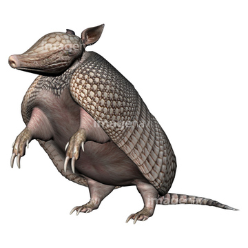 動物のイラスト カメ かわいい 短い イラスト の画像素材 季節 イベント イラスト Cgのイラスト素材ならイメージナビ