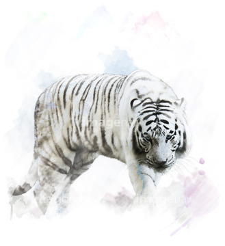 動物のイラスト トラ 野生 イラスト の画像素材 生き物 イラスト Cgのイラスト素材ならイメージナビ