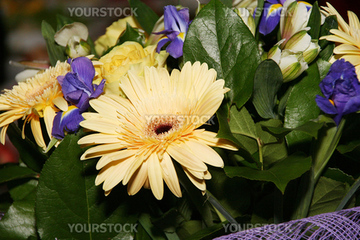 青 花束 紺色 の画像素材 行事 祝い事用品 オブジェクトの写真素材ならイメージナビ