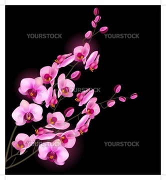 胡蝶蘭 イラスト の画像素材 花 植物 イラスト Cgのイラスト素材ならイメージナビ