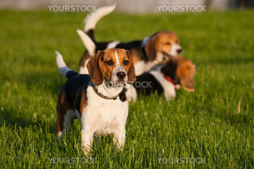 ビーグル イヌ かわいい 小さい の画像素材 公園 文化財 町並 建築の写真素材ならイメージナビ