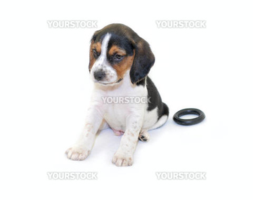 ビーグル イヌ かわいい 小さい の画像素材 公園 文化財 町並 建築の写真素材ならイメージナビ