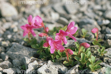 花 植物 花 高山植物 ピンク色 の画像素材 写真素材ならイメージナビ