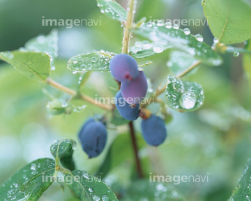 木の実 紫色 青色 の画像素材 その他植物 花 植物の写真素材ならイメージナビ