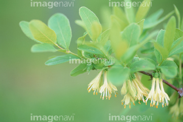 ハスカップ の画像素材 その他植物 花 植物の写真素材ならイメージナビ