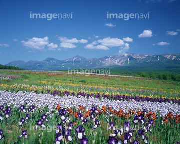 アイリス 花 晴れ の画像素材 山 自然 風景の写真素材ならイメージナビ