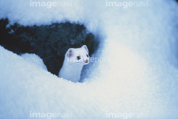 オコジョ 北海道 の画像素材 陸の動物 生き物の写真素材ならイメージナビ