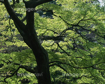 カエデ 幹 緑色 の画像素材 樹木 花 植物の写真素材ならイメージナビ