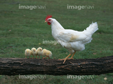 生き物 鳥類 ニワトリ ヒヨコ の画像素材 写真素材ならイメージナビ