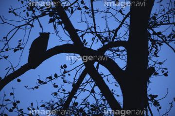 鳥 シルエット フクロウ の画像素材 季節 イベント イラスト Cgの写真素材ならイメージナビ