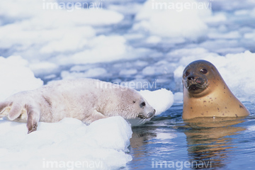 ゴマフアザラシ の画像素材 海の動物 生き物の写真素材ならイメージナビ