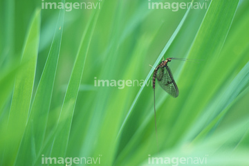 カゲロウ 昆虫 の画像素材 虫 昆虫 生き物の写真素材ならイメージナビ