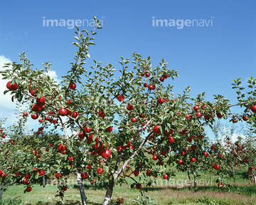 木になるりんご の画像素材 日本人 人物の写真素材ならイメージナビ