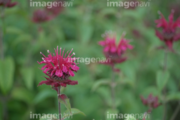 ベルガモット 花 夏 の画像素材 趣味 遊び ライフスタイルの写真素材ならイメージナビ ベルガモット 花 夏 の画像素材 趣味 遊び ライフスタイルの写真素材ならイメージナビ