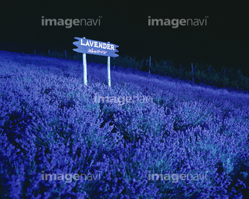 花 植物 花 花畑 夜 北海道 の画像素材 写真素材ならイメージナビ