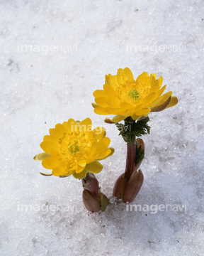 福寿草 の画像素材 花 植物の写真素材ならイメージナビ