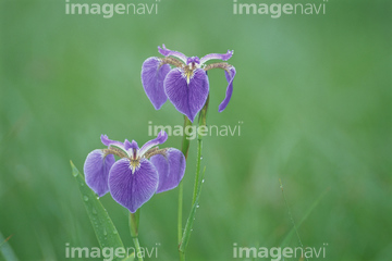 アヤメ の画像素材 花 植物の写真素材ならイメージナビ