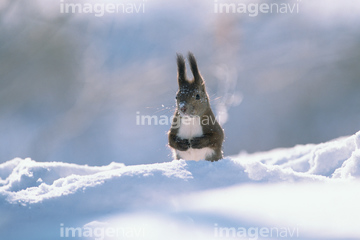 冬のイメージ特集 動物 の画像素材 陸の動物 生き物の写真素材ならイメージナビ