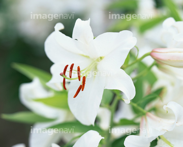 カサブランカ ユリ の画像素材 花 植物の写真素材ならイメージナビ