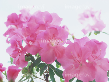 アゼリア の画像素材 花 植物の写真素材ならイメージナビ