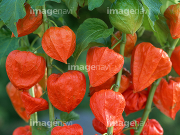 鬼灯 オレンジ色 の画像素材 その他植物 花 植物の写真素材ならイメージナビ