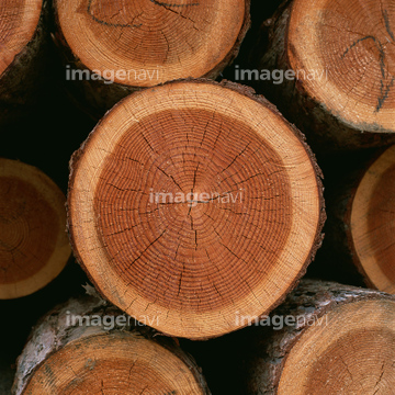 バックグラウンド 木目 樹木 木目 丸太 の画像素材 写真素材ならイメージナビ