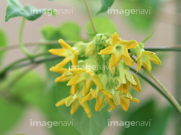 イエライシャン の画像素材 花 植物の写真素材ならイメージナビ