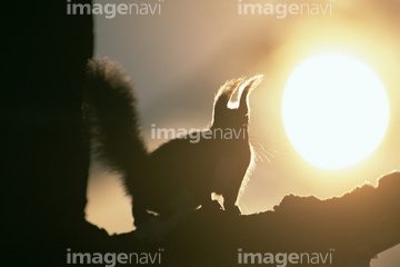 エゾリス シルエット 作家久保田 亜矢 の画像素材 陸の動物 生き物の写真素材ならイメージナビ