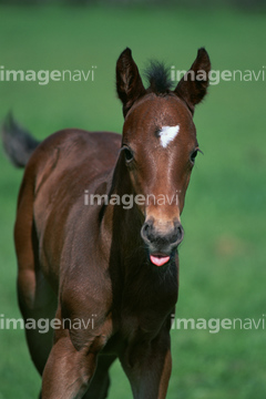 馬 正面 走る 子馬 の画像素材 家畜 生き物の写真素材ならイメージナビ