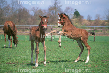 競走馬 かわいい の画像素材 家畜 生き物の写真素材ならイメージナビ