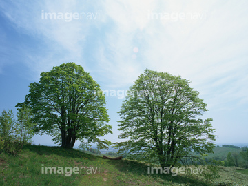 萌木 の画像素材 葉 花 植物の写真素材ならイメージナビ