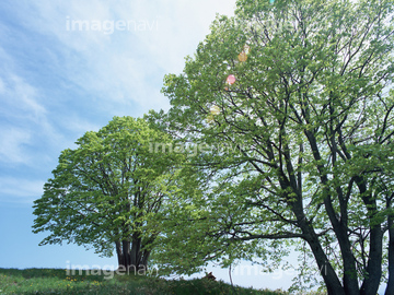 萌木 の画像素材 葉 花 植物の写真素材ならイメージナビ