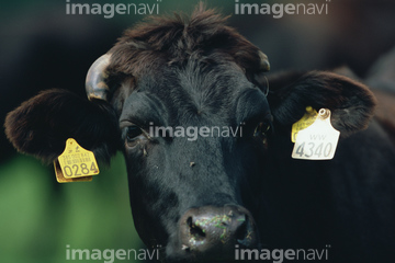 黒毛和牛 の画像素材 和食 食べ物の写真素材ならイメージナビ