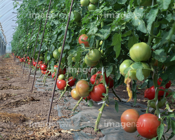 トマト畑 多い の画像素材 健康管理 ライフスタイルの写真素材なら