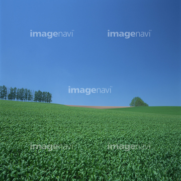 緑の大地 の画像素材 空 自然 風景の写真素材ならイメージナビ