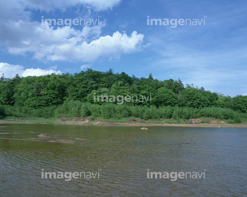 瑞穂の池 の画像素材 樹木 花 植物の写真素材ならイメージナビ